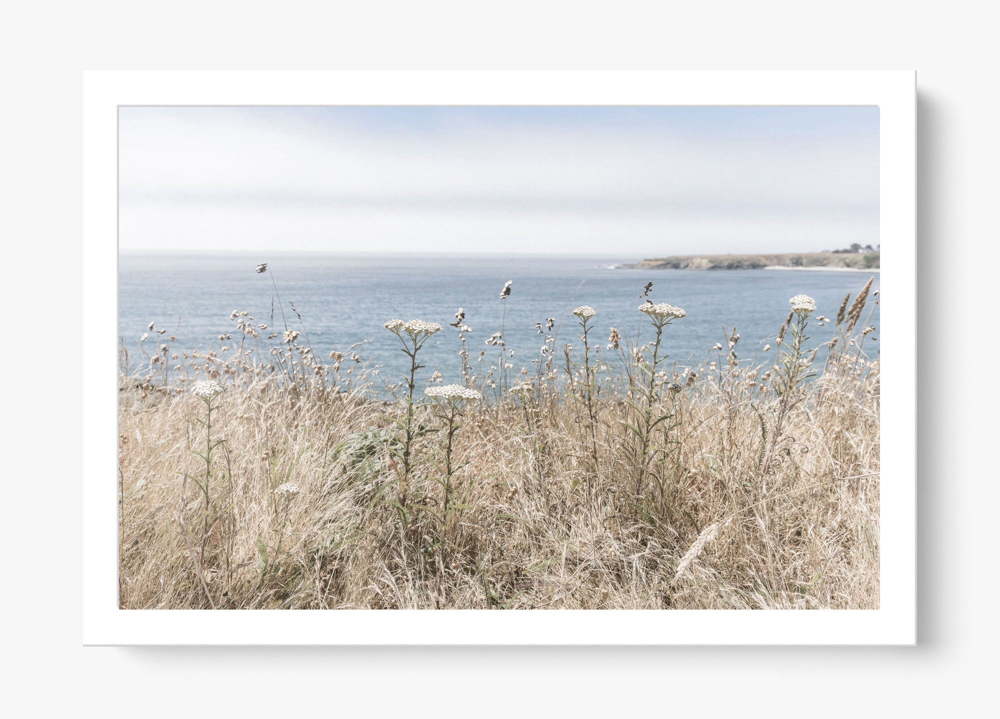 California Wildflower