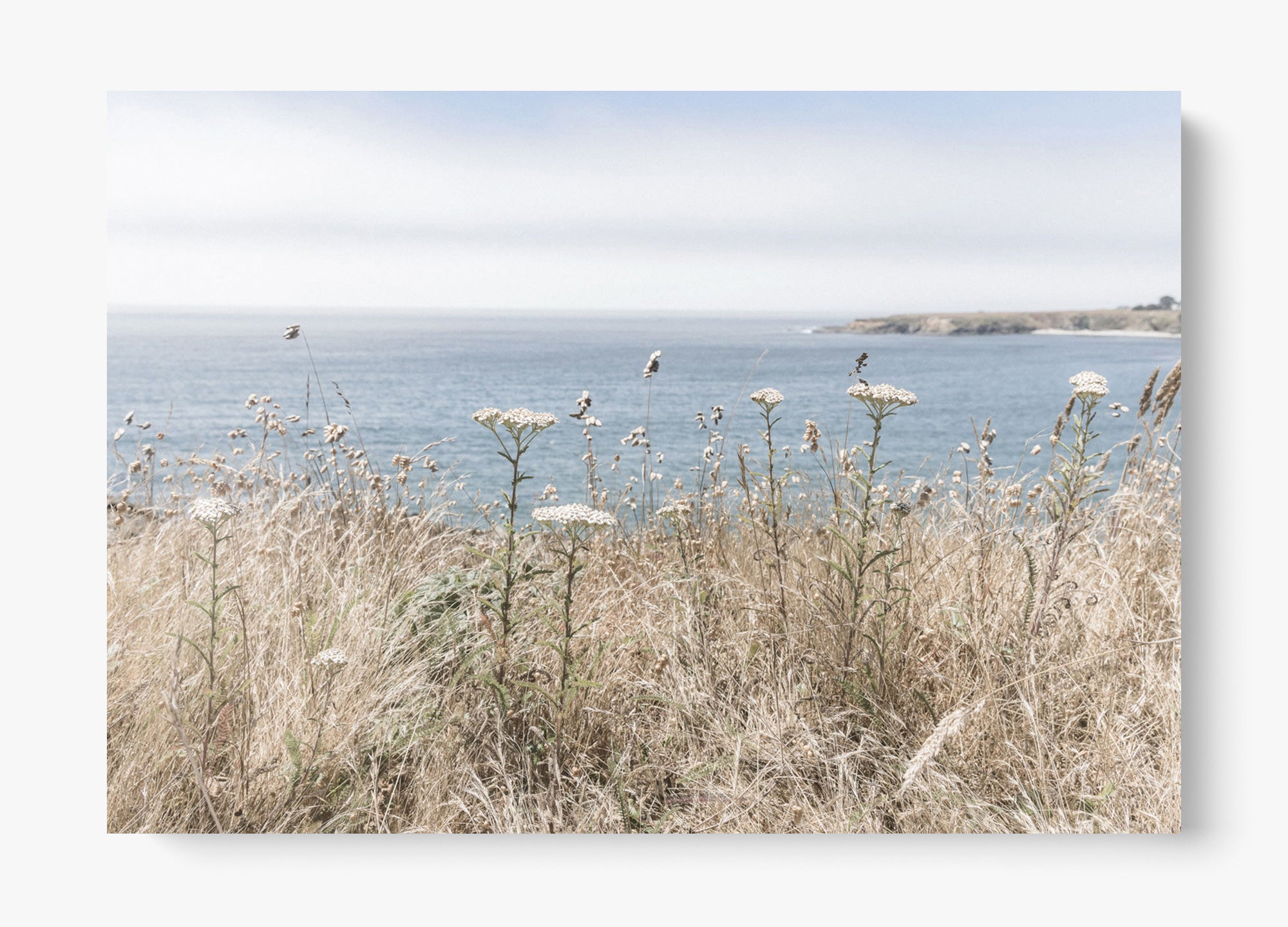 California Wildflower