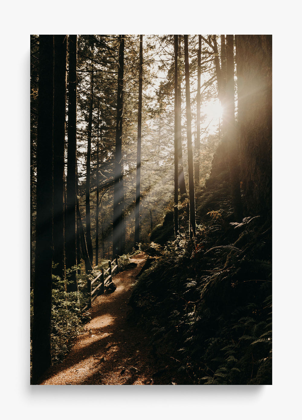 The Morning Sun Unframed