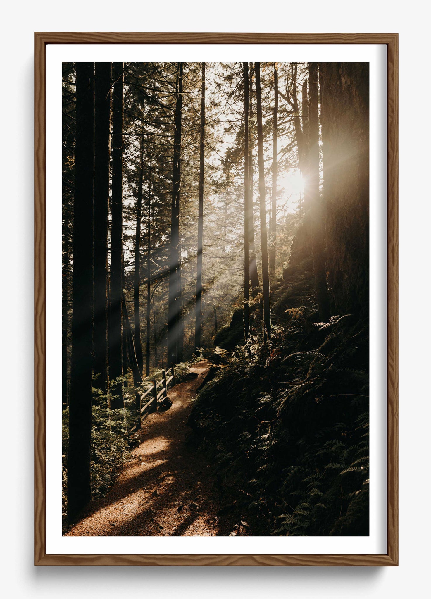 The Morning Sun