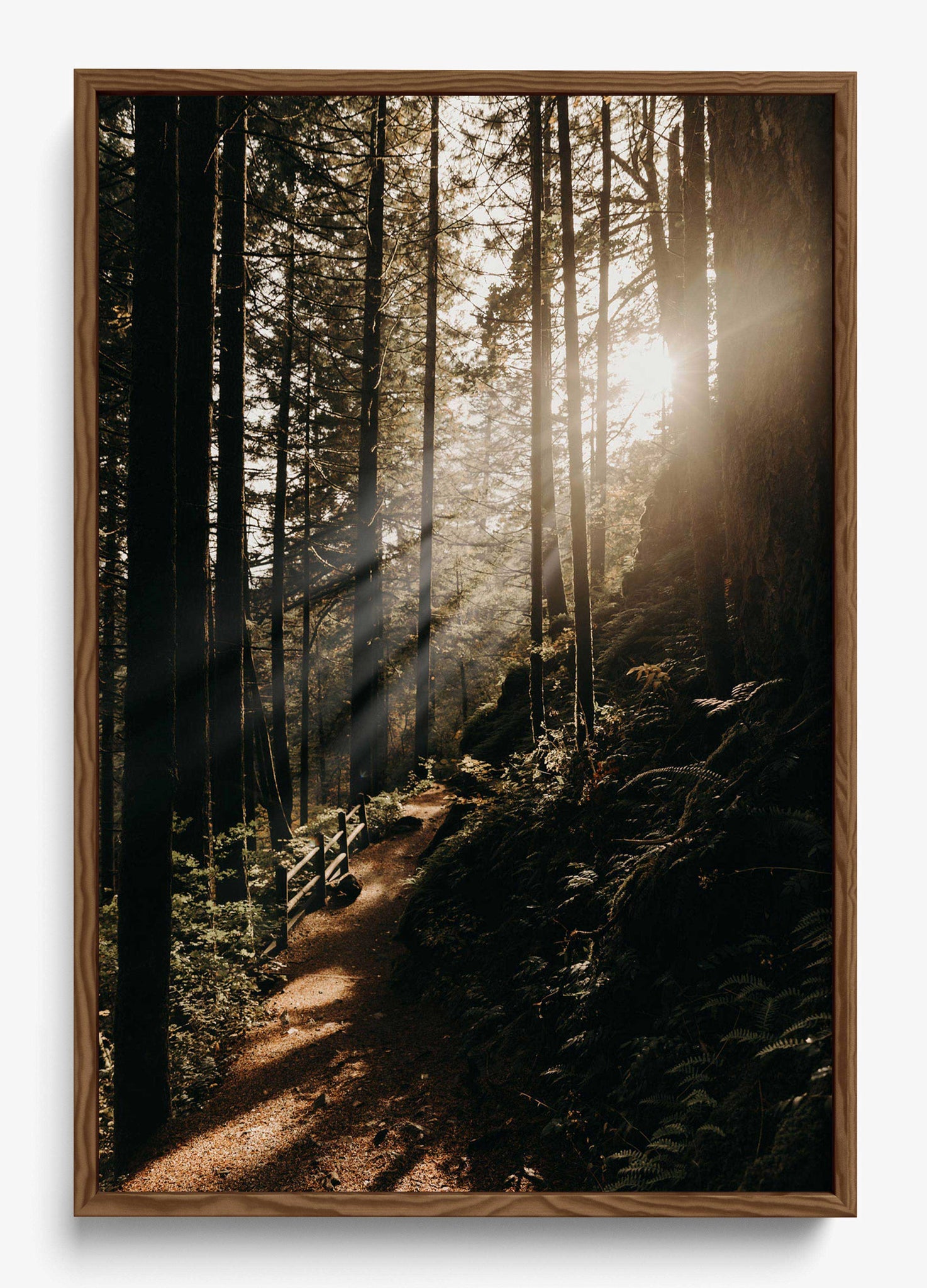 The Morning Sun