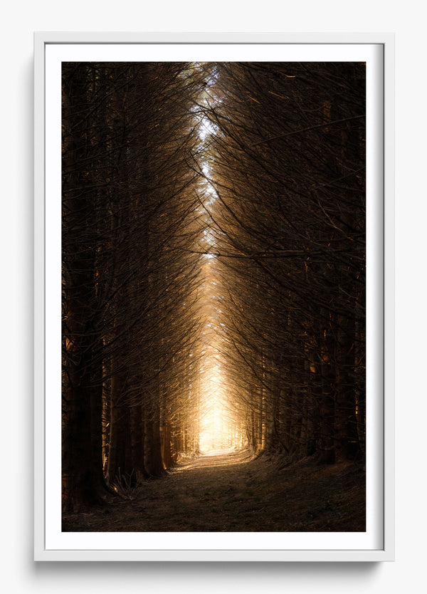 Moving Forward in a White frame