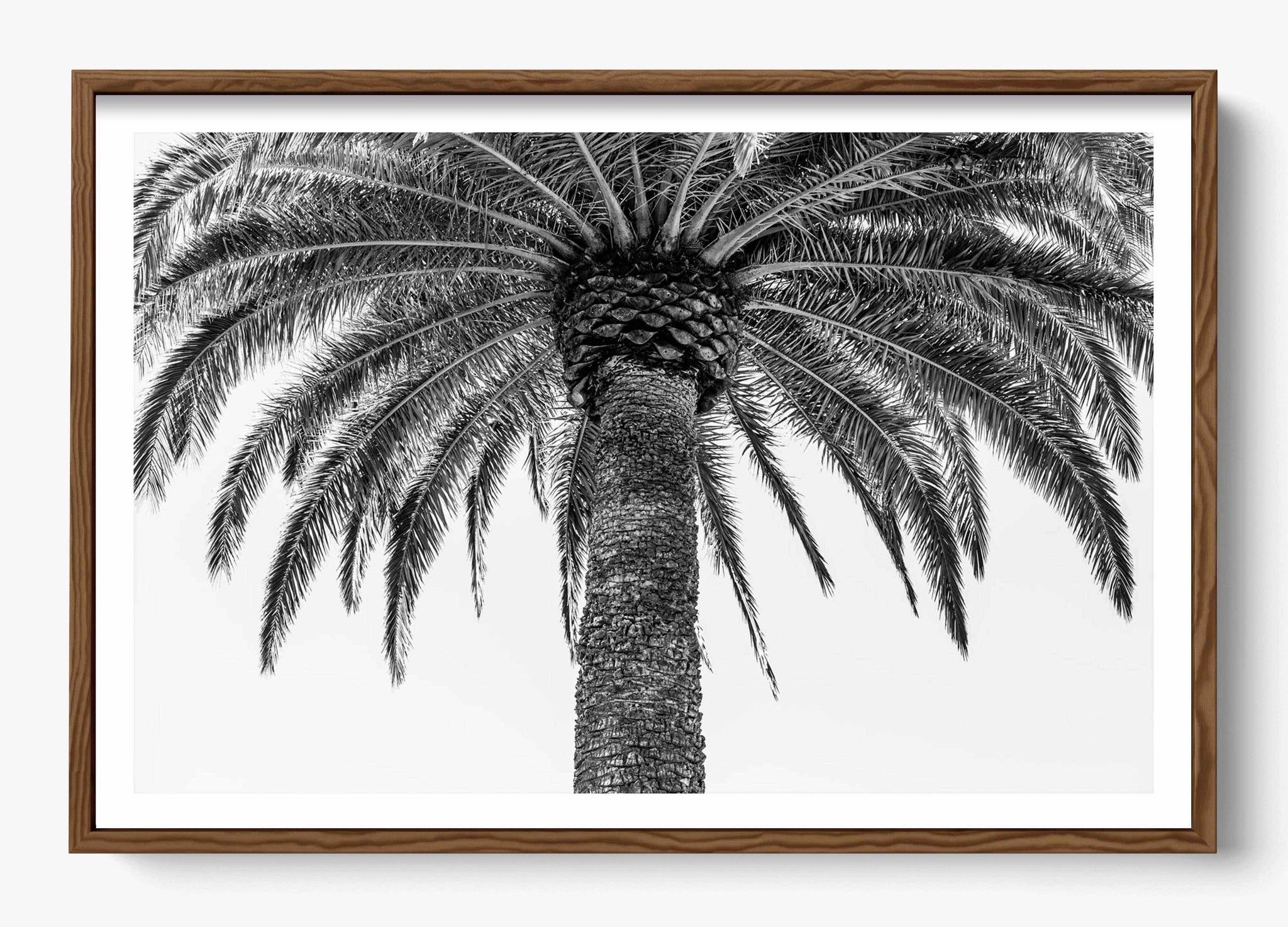 The Queen Palm
