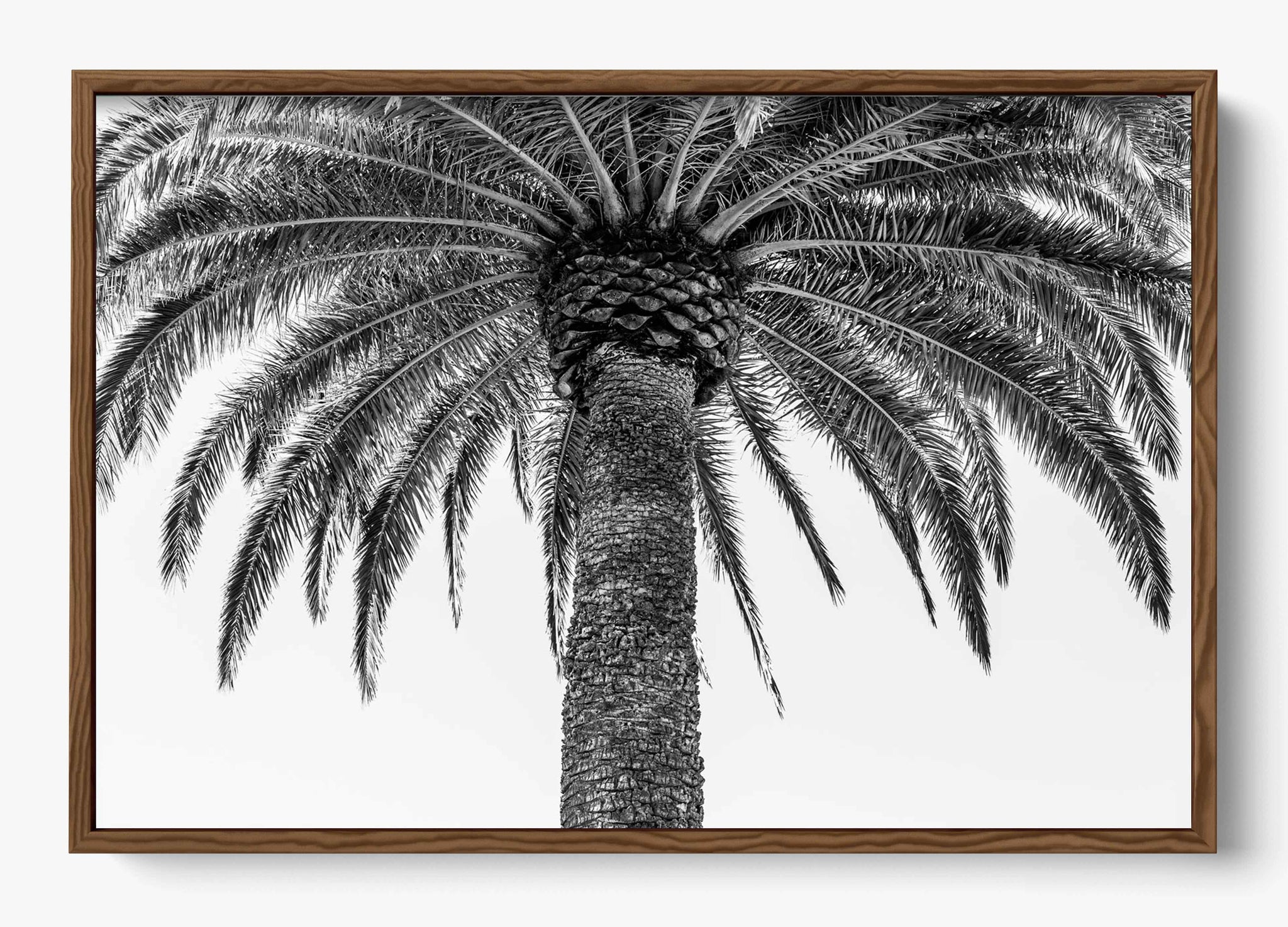The Queen Palm