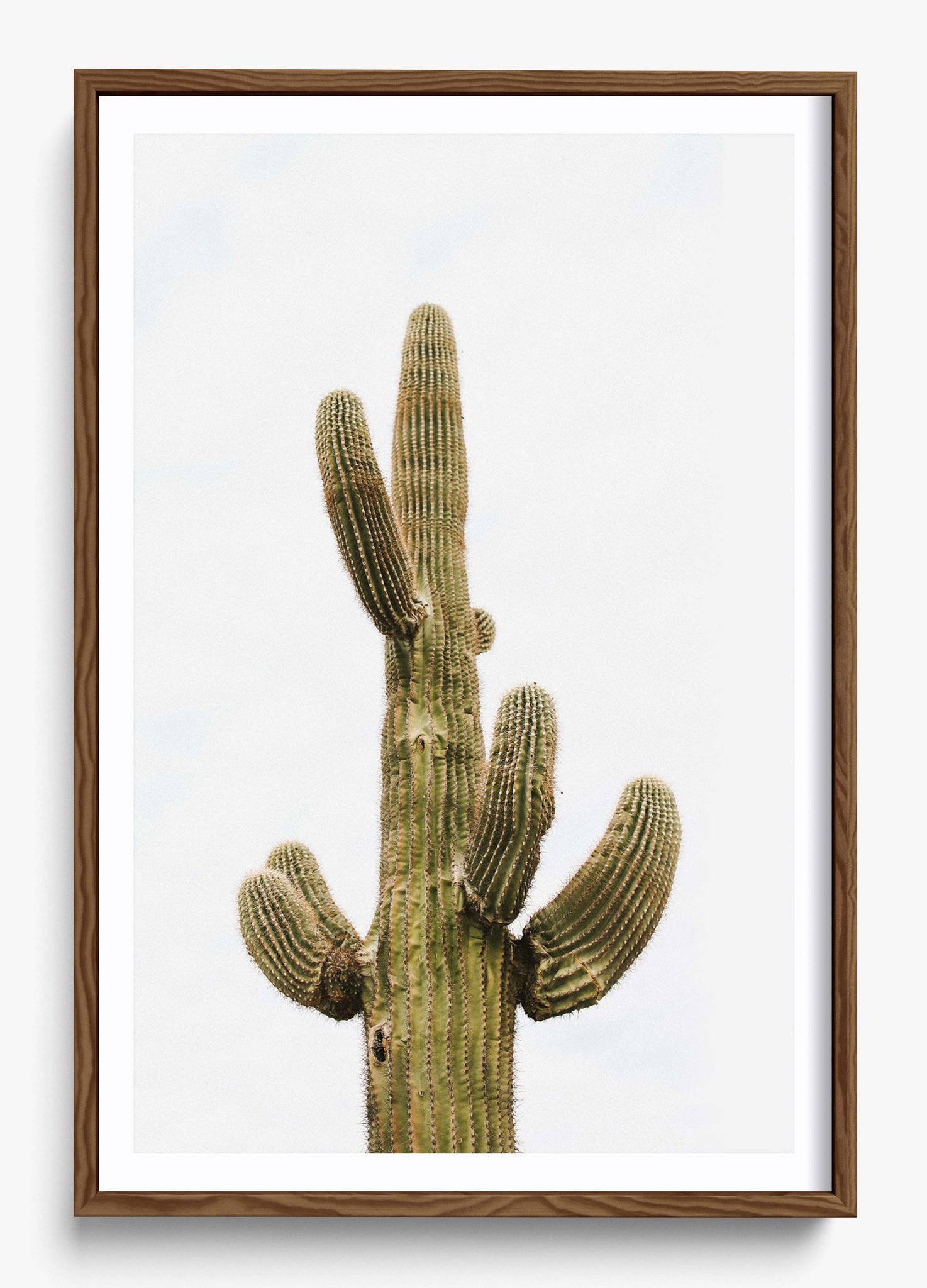Saguaro