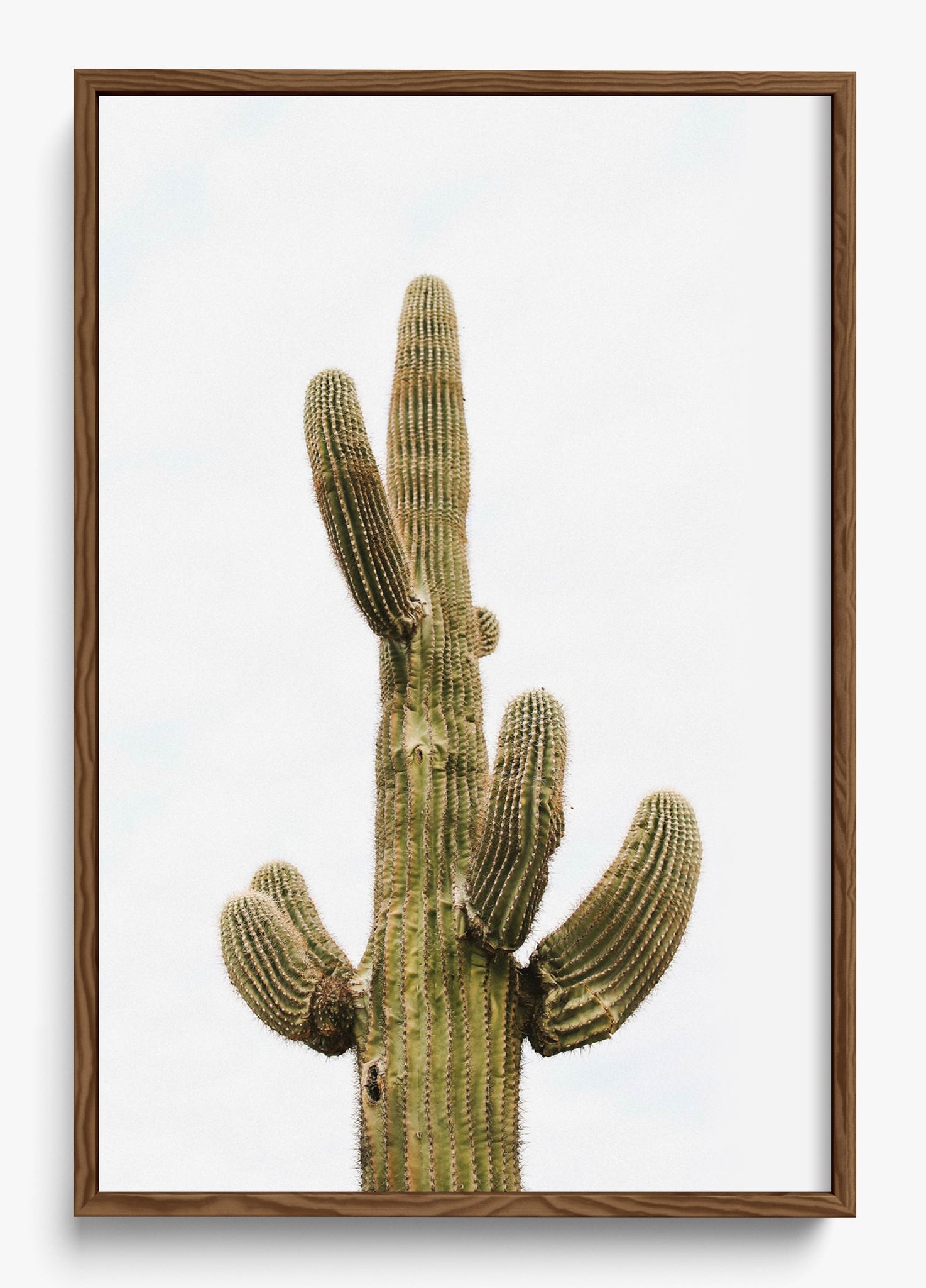 Saguaro