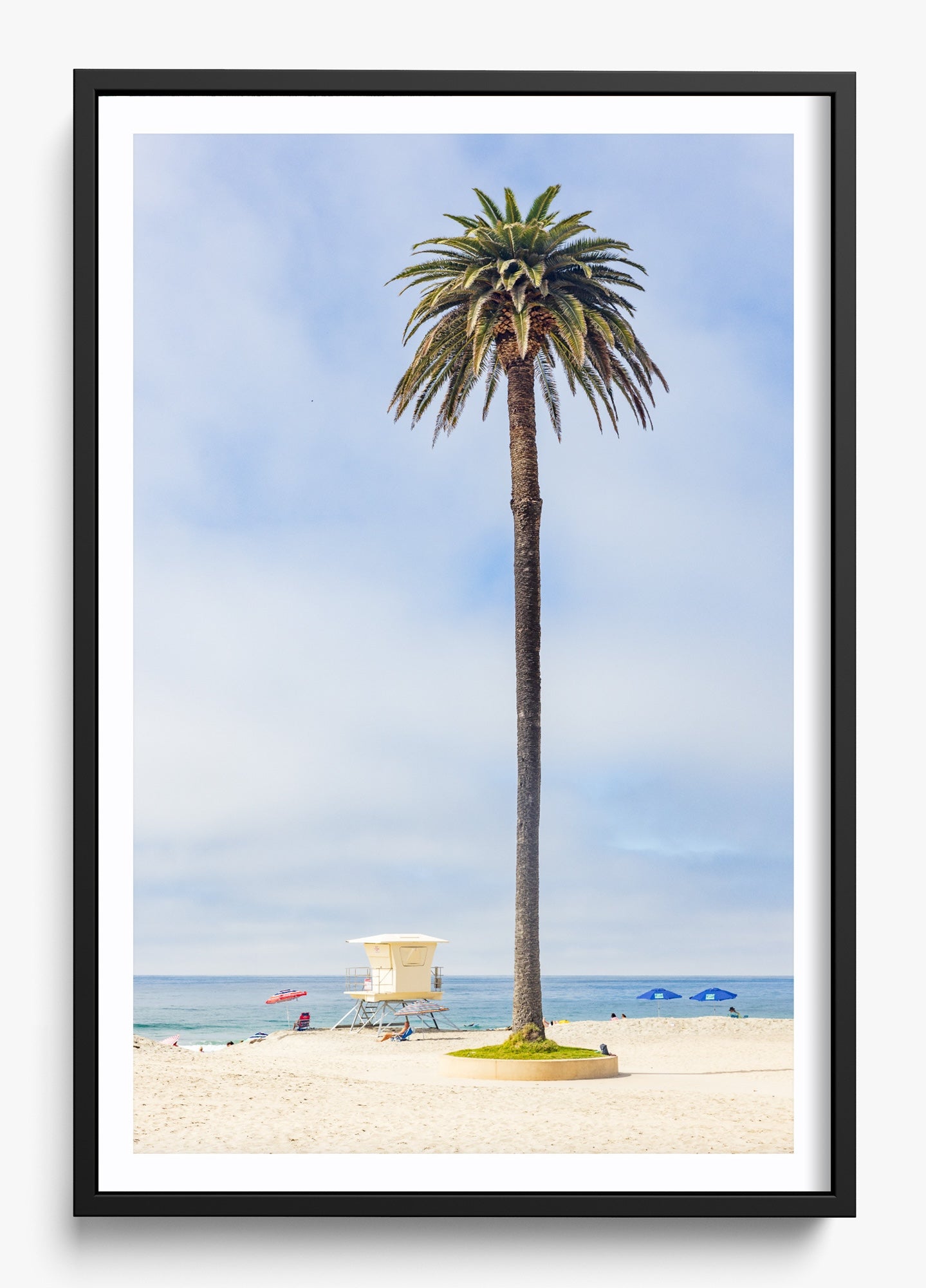 San Diego Palms