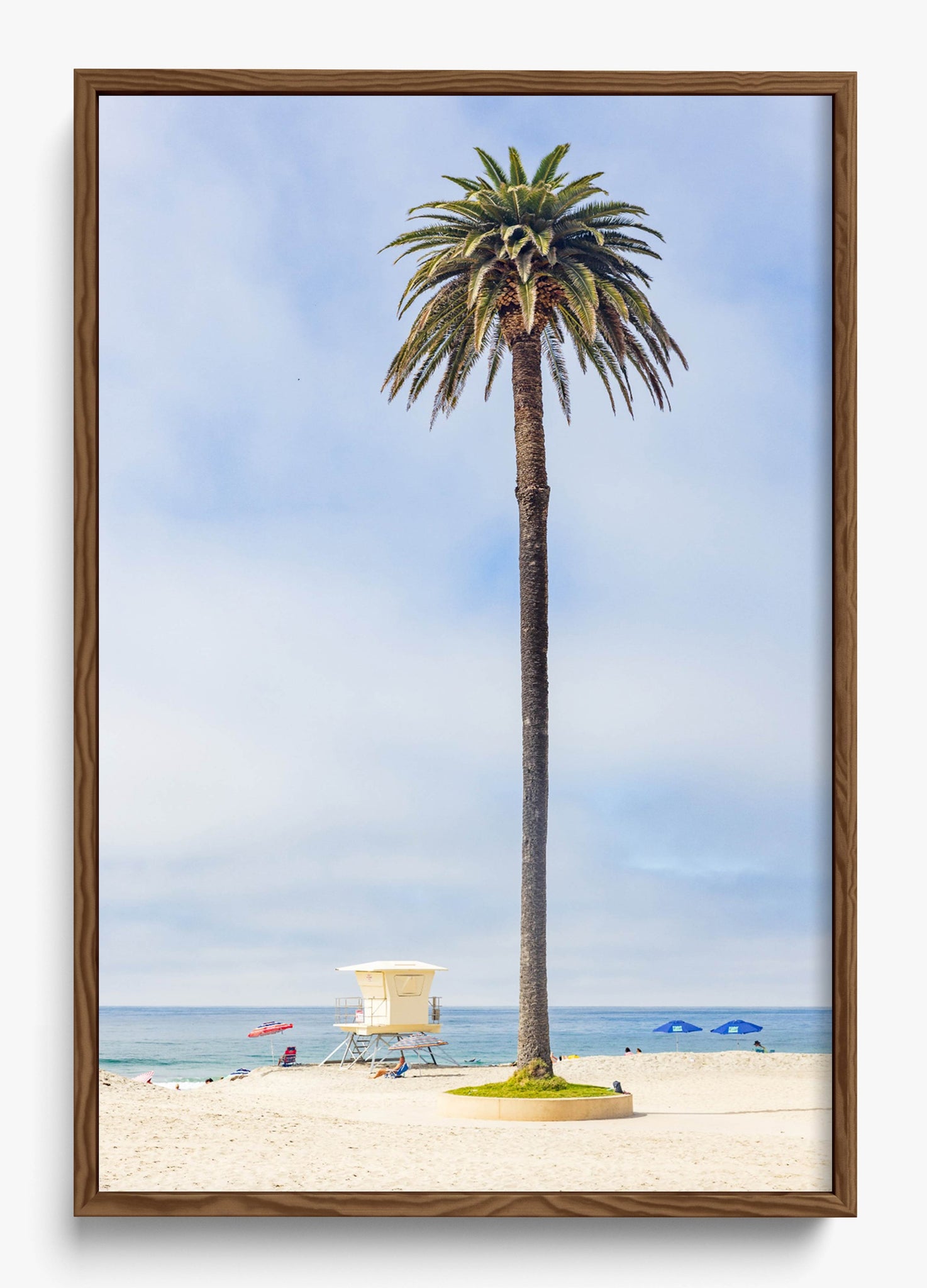 San Diego Palms