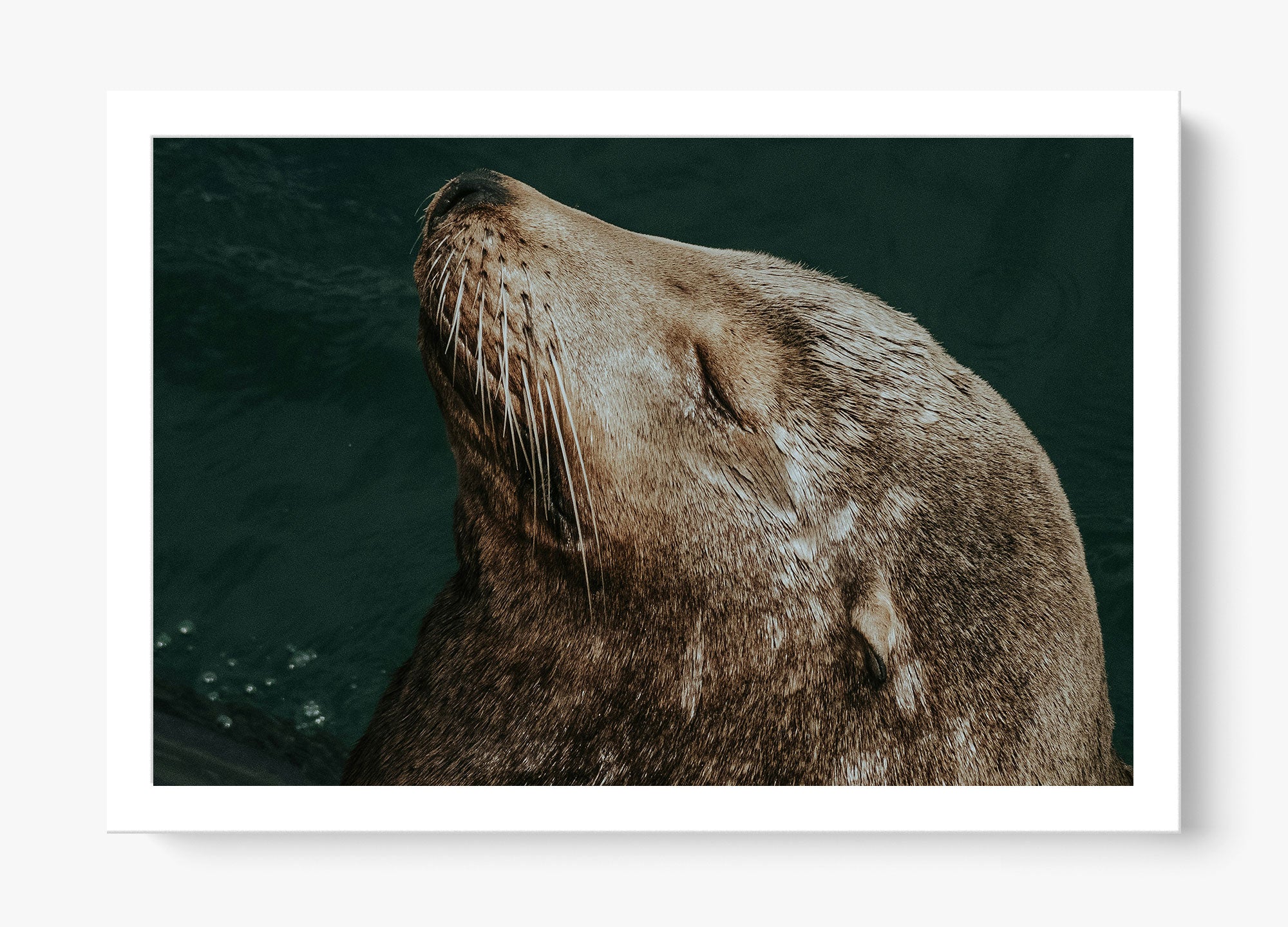 Whiskers And Waves