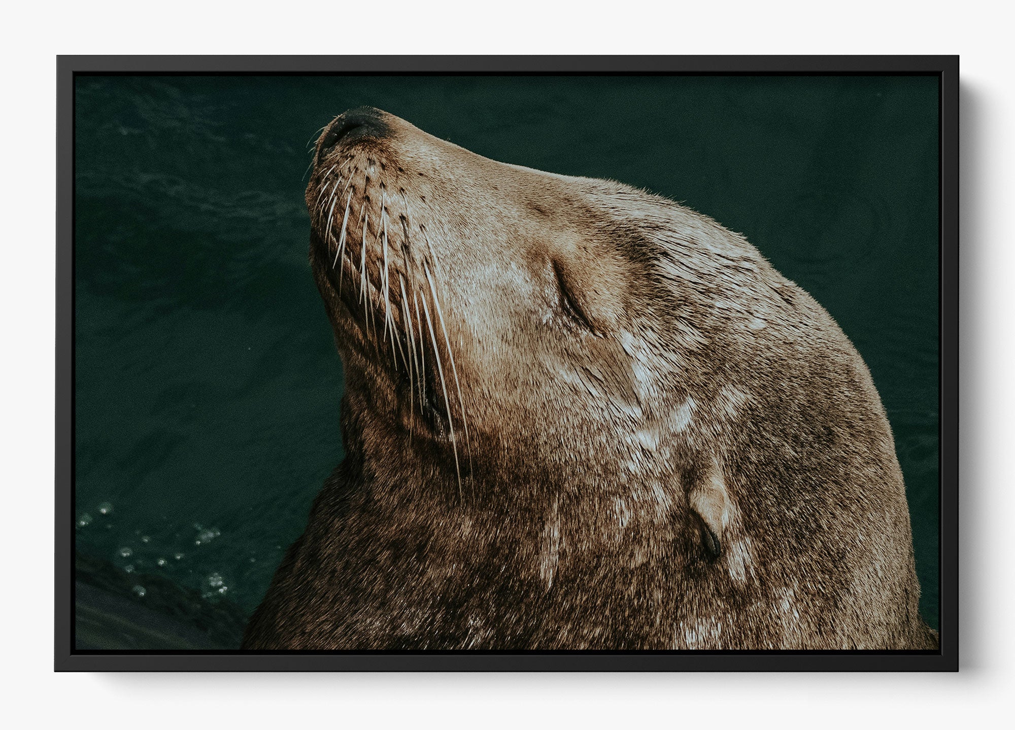 Whiskers And Waves