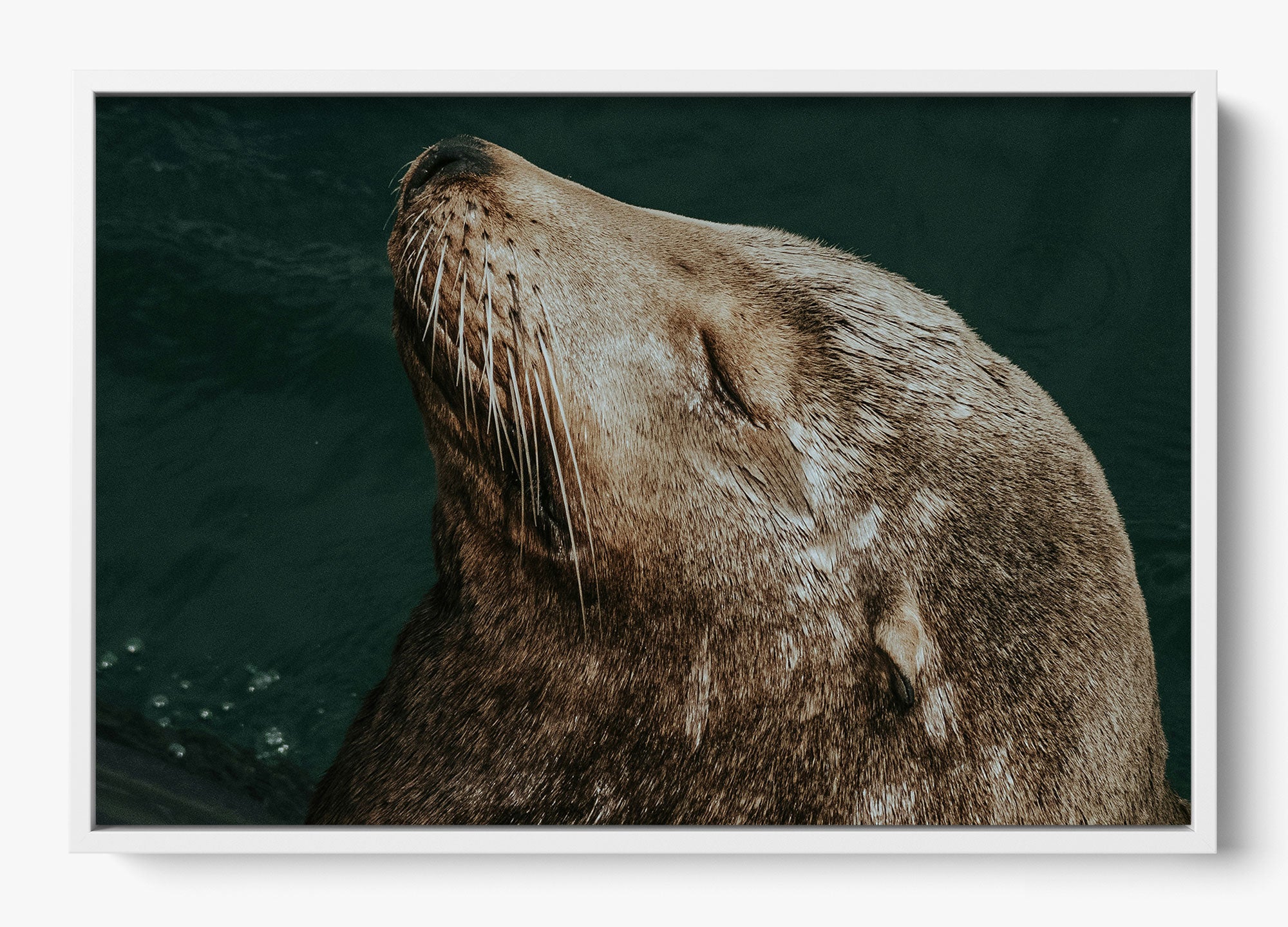 Whiskers And Waves
