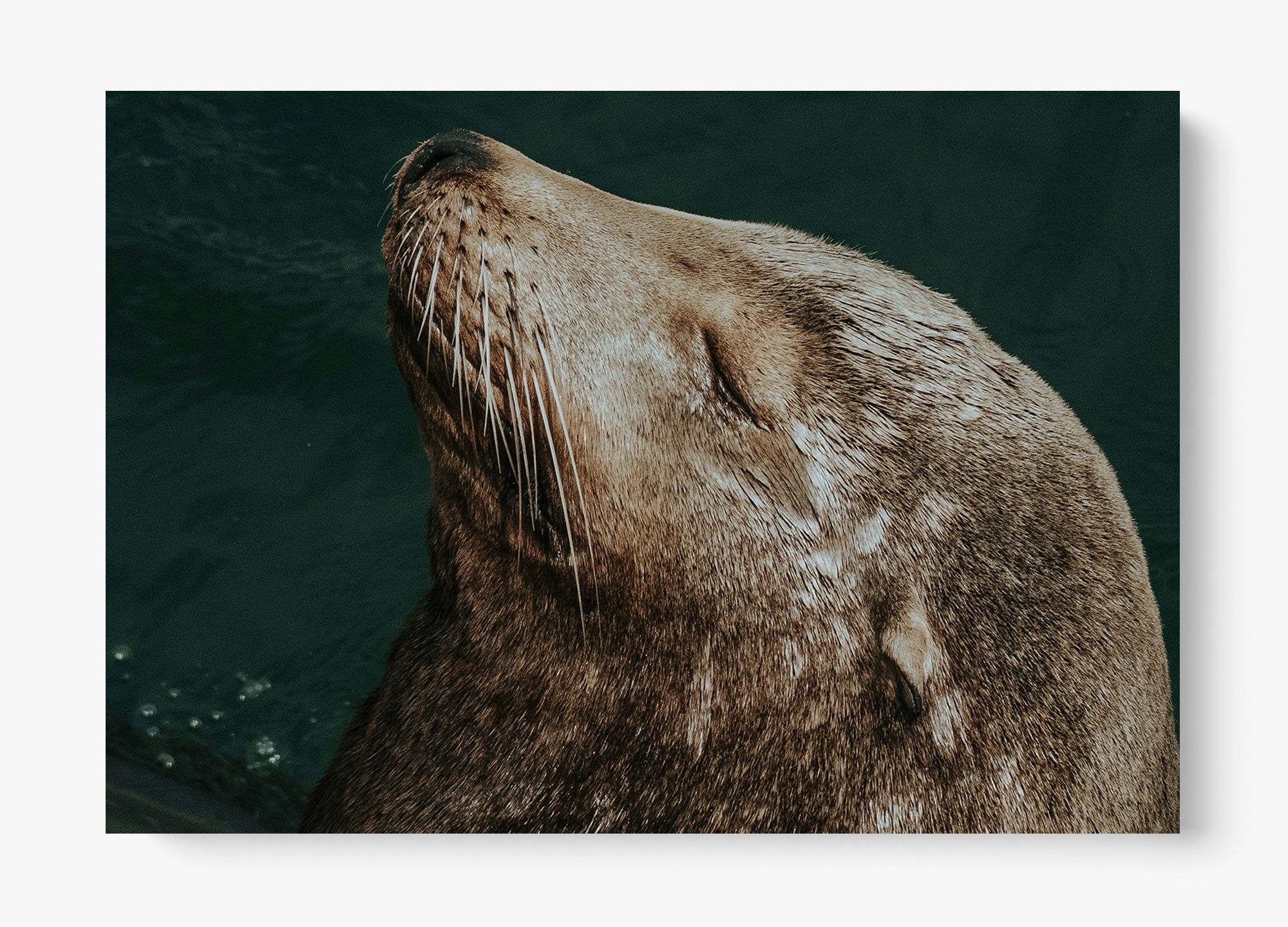 Whiskers And Waves