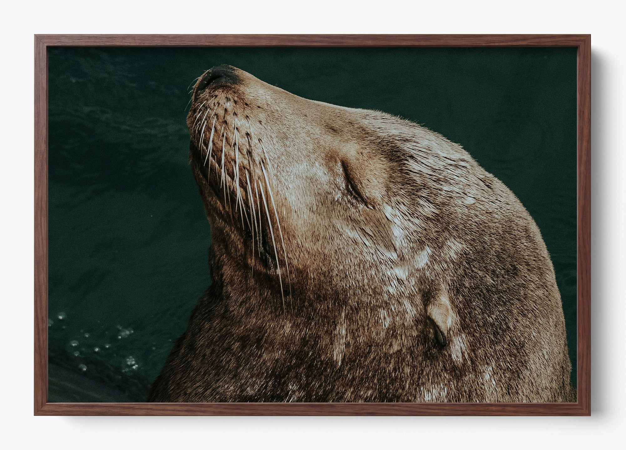 Whiskers And Waves