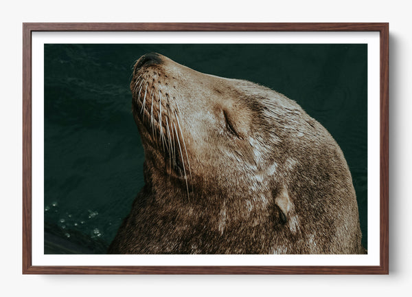 Whiskers And Waves in a Heritage Walnut frame