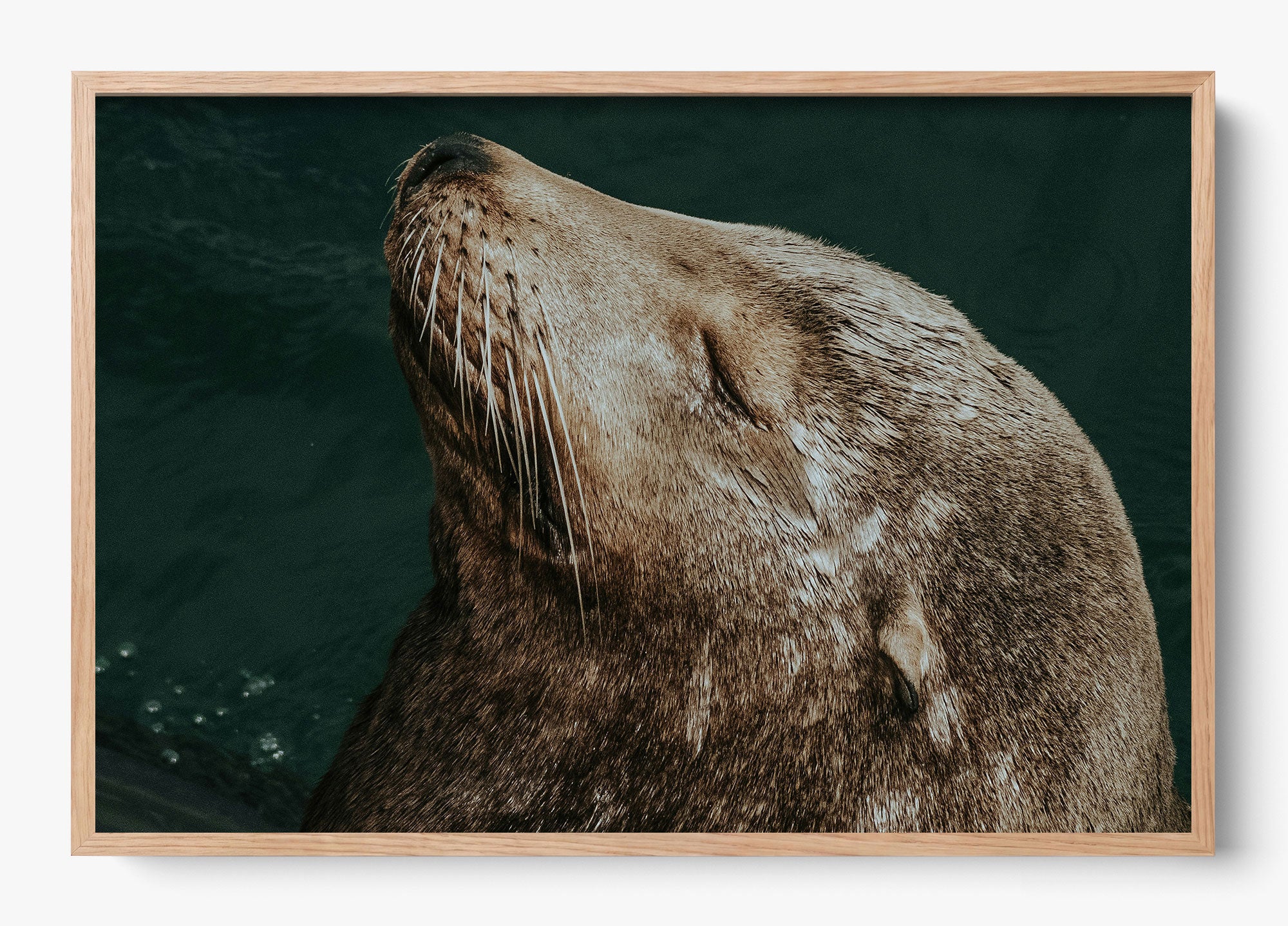 Whiskers And Waves