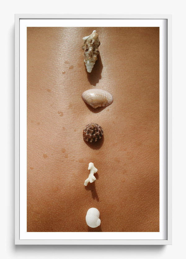 Seashells in a White frame