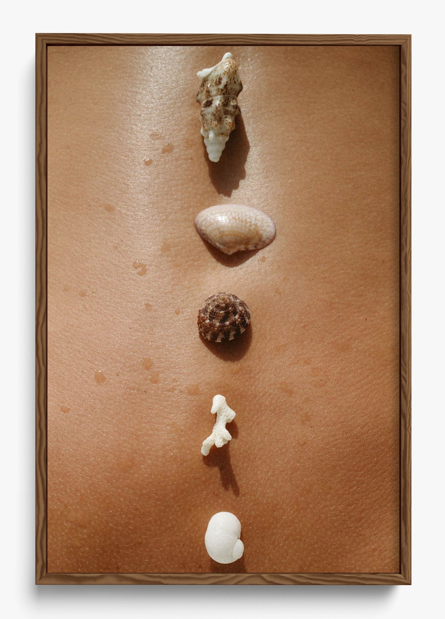 Seashells