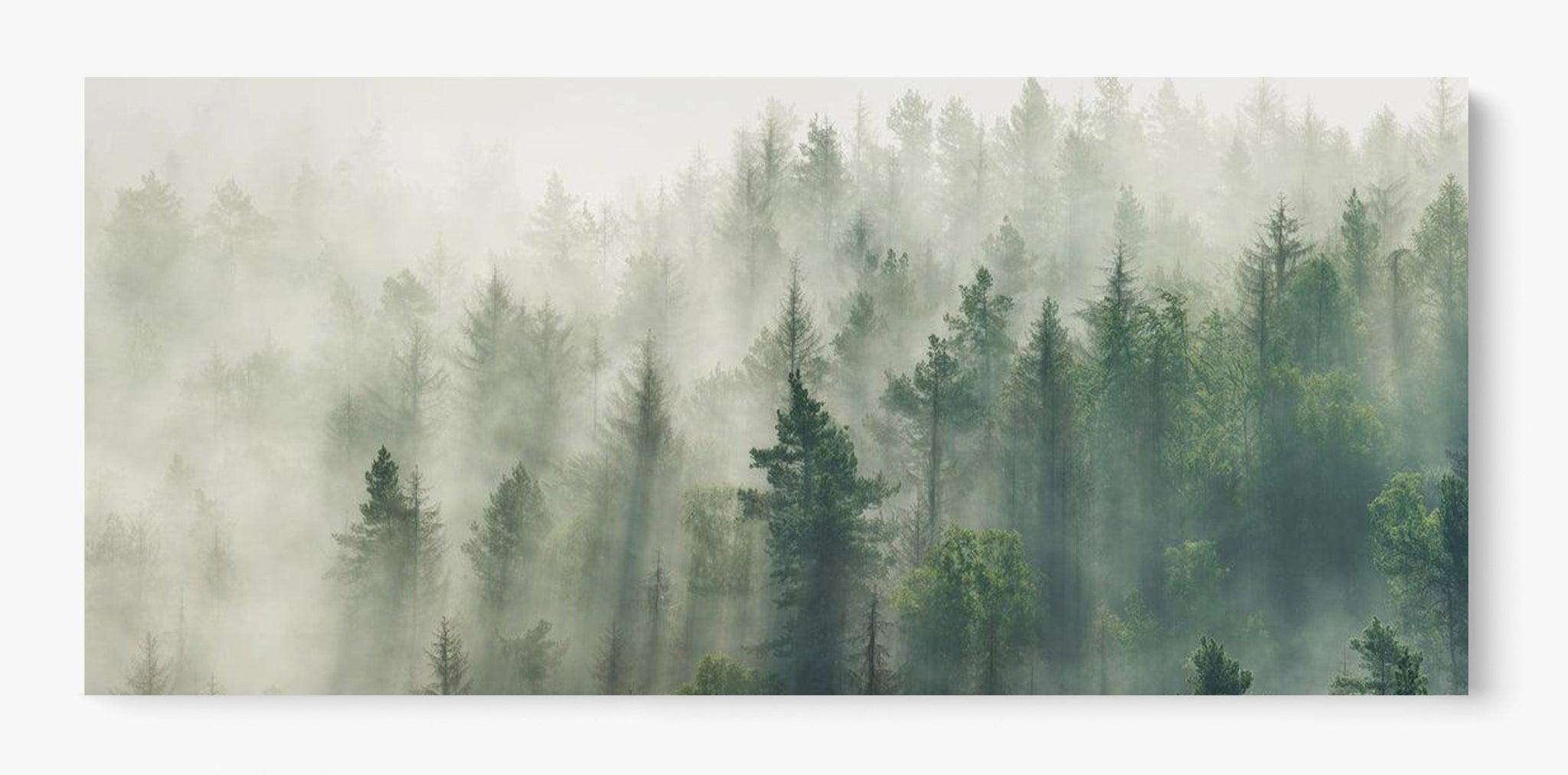Foggy Pines Unframed