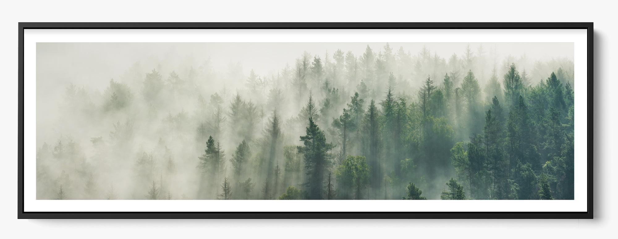 Foggy Pines unframed fine art print