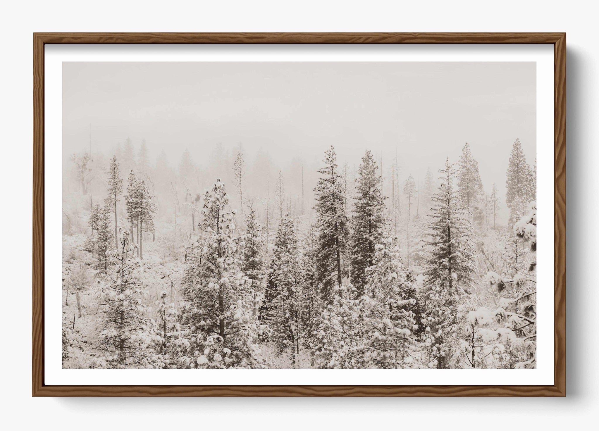 Snowfall In Yosemite