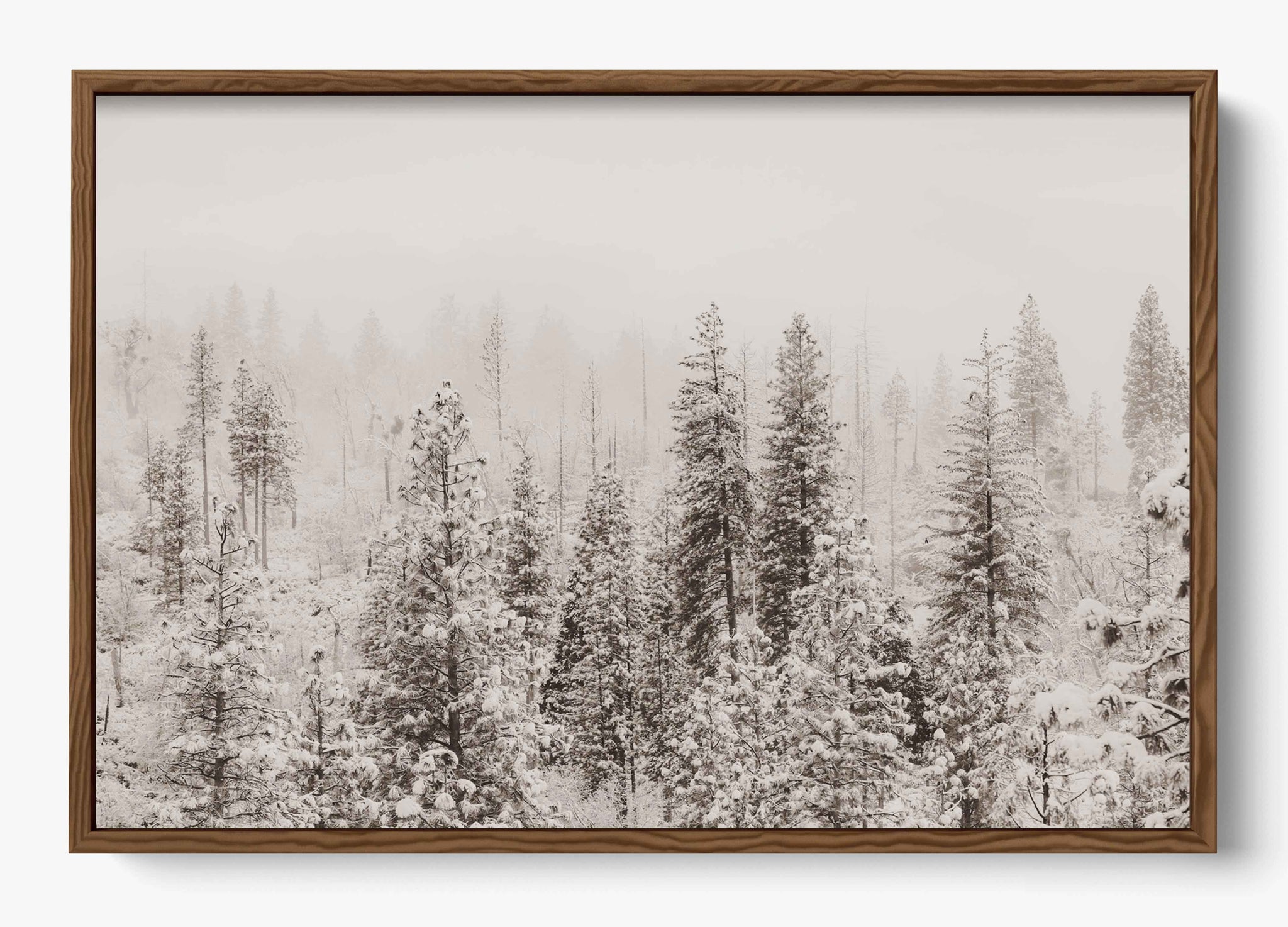 Snowfall In Yosemite