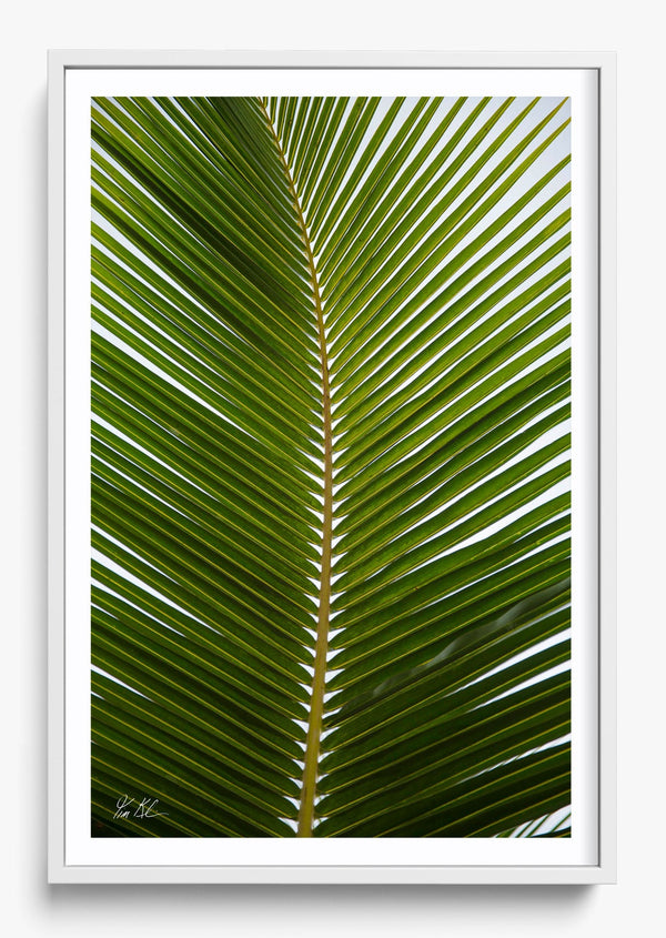 Outstretched in a White frame
