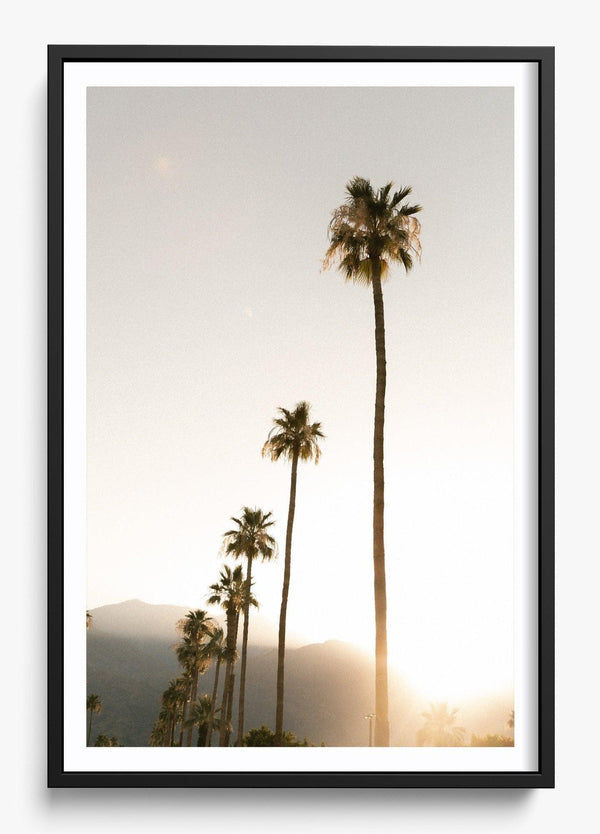 Foggy Palms in a Black frame