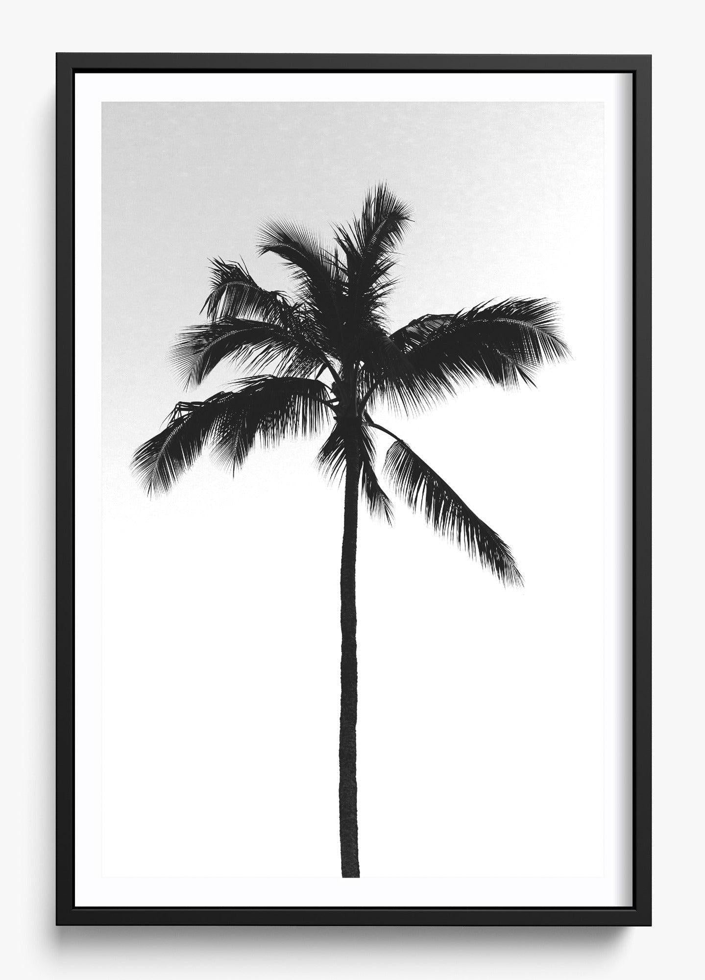 The Black Palm – H E L M + O A R